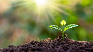 CPD | Quality Growth, ex-Growth